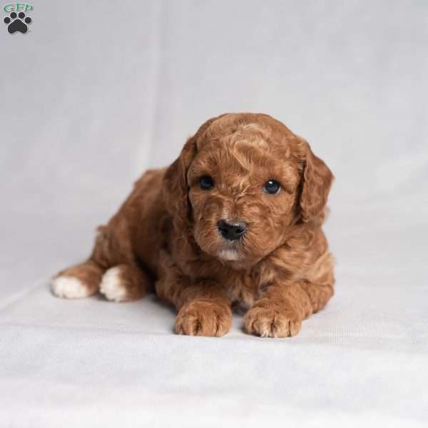 Warden, Cavapoo Puppy